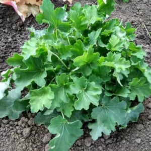 Гейхера зеленолистная Нокаут