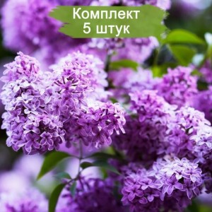 Комплект 5шт / Сирень обыкновенная Сенсация 