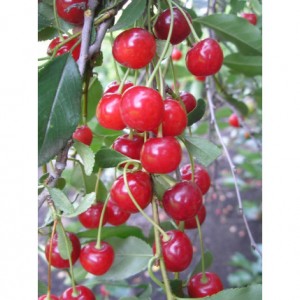 Вишня Градская